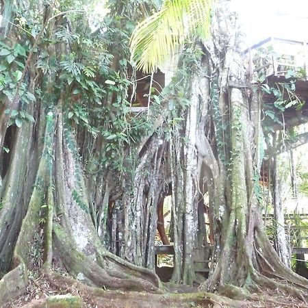 Topos Tree House カウイータ エクステリア 写真