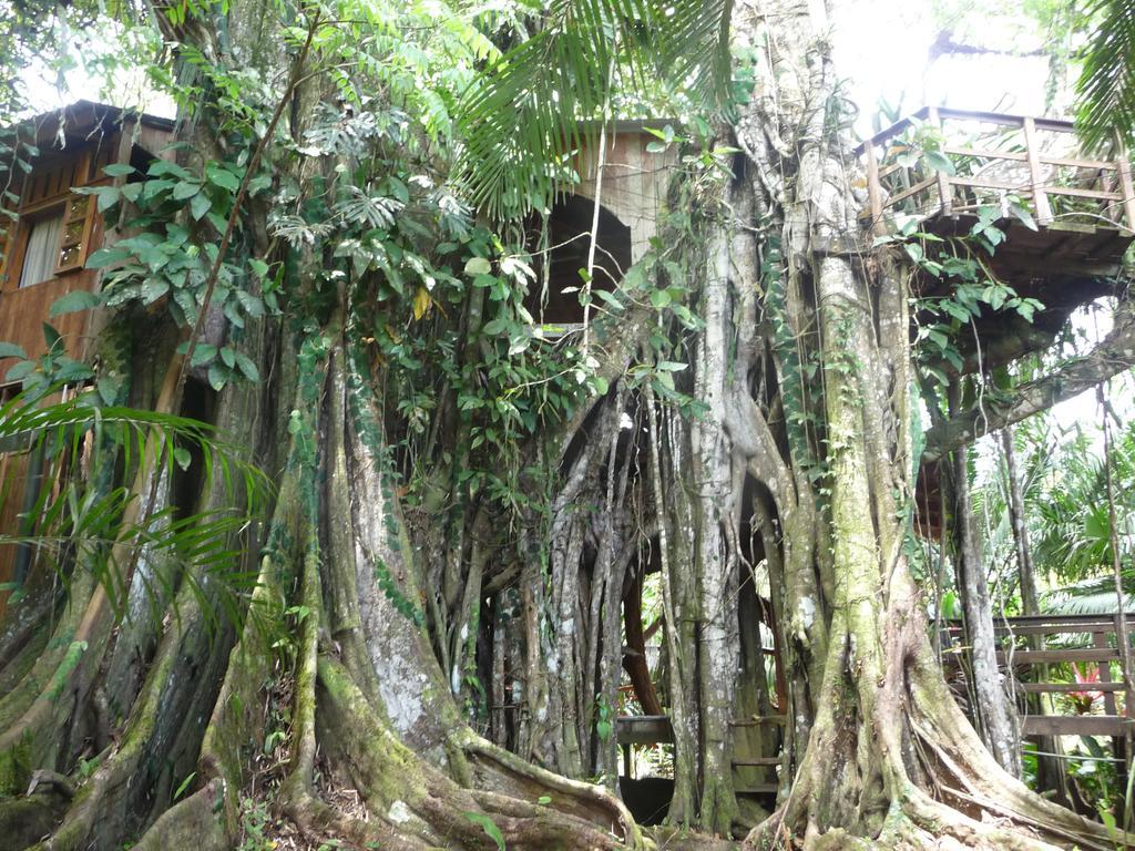 Topos Tree House カウイータ エクステリア 写真