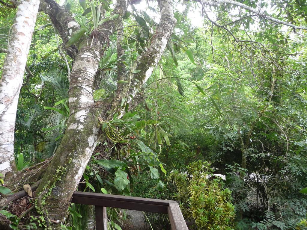 Topos Tree House カウイータ エクステリア 写真