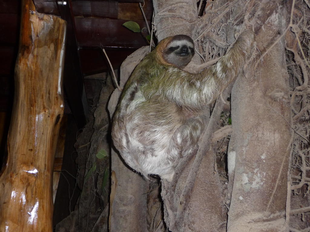 Topos Tree House カウイータ エクステリア 写真