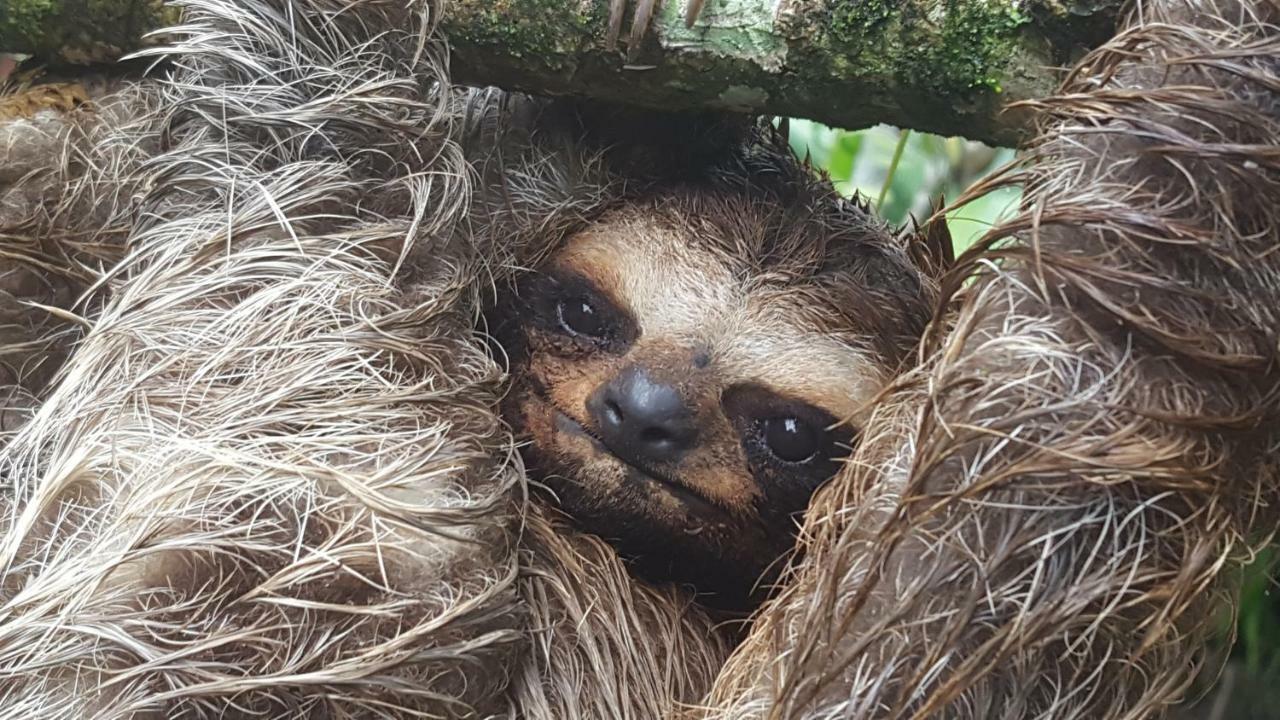Topos Tree House カウイータ エクステリア 写真